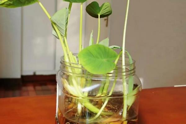 水培尖尾芋的方法，使用干净清洁的水质并时常换水