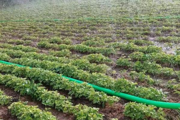 让春栽牡丹开花的方法，放在有阳光的地方可促使枝条分化