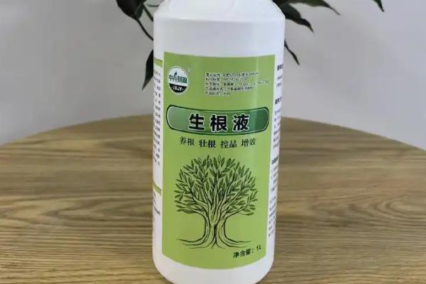 让春栽牡丹开花的方法，放在有阳光的地方可促使枝条分化