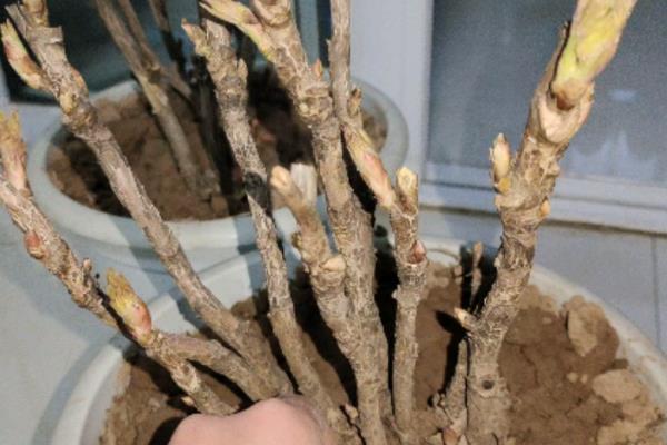让春栽牡丹开花的方法，放在有阳光的地方可促使枝条分化