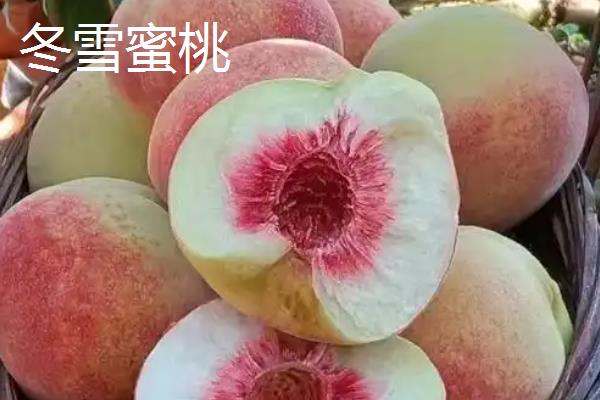 桃树苗怎么种植容易成活，每年的春秋两季种植为佳