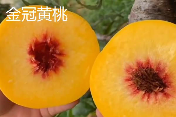桃树苗怎么种植容易成活，每年的春秋两季种植为佳