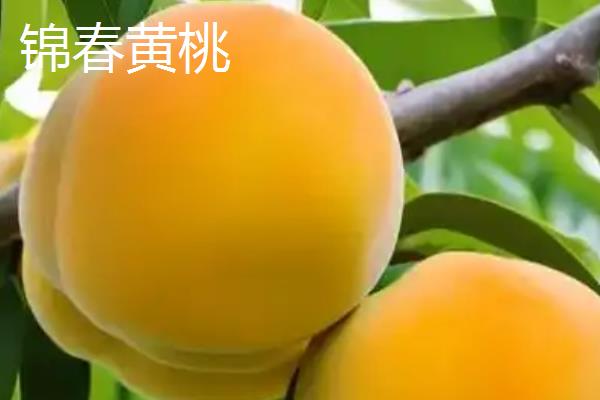 桃树苗怎么种植容易成活，每年的春秋两季种植为佳