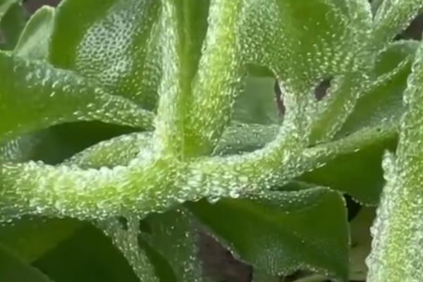 冰菜的种植前景，种植前景很可观的