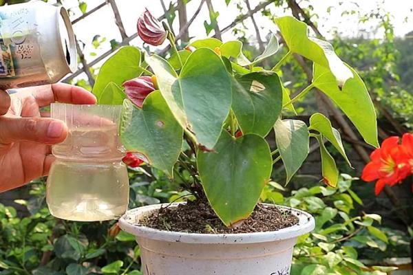 红掌浇水的方法，不同生长阶段的浇水方法不同