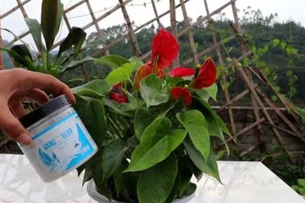 红掌浇水的方法，不同生长阶段的浇水方法不同