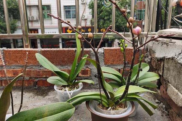蝴蝶兰为什么不开花，一般是光照弱、温度不适、通风差等因素造成