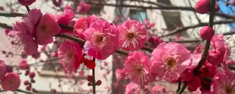 梅花怎么种植，将种苗埋入土中后要压实并浇水