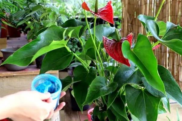 红掌浇水的方法，不同生长阶段的浇水方法不同