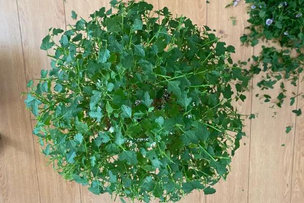 木槿花种植多久才能开花，种植后翌年春天便可开放
