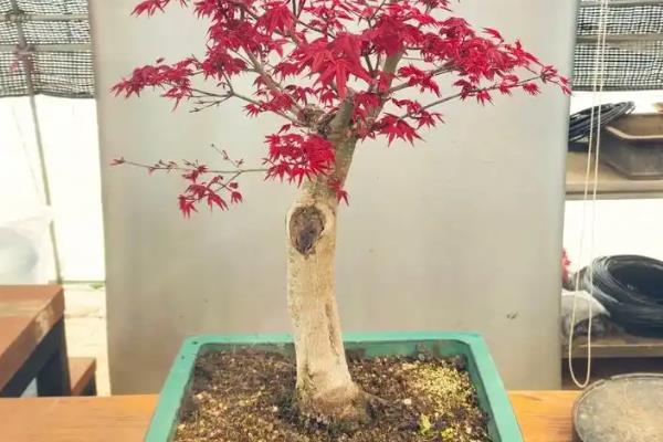 如何修剪红枫盆栽，上盆前剪除病老枝、交叉枝、重叠枝等不良枝条