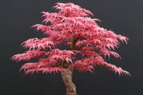 如何修剪红枫盆栽，上盆前剪除病老枝、交叉枝、重叠枝等不良枝条