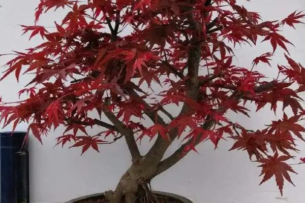 如何修剪红枫盆栽，上盆前剪除病老枝、交叉枝、重叠枝等不良枝条