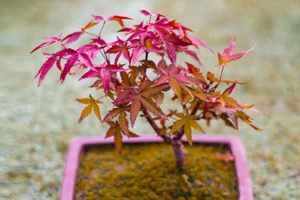 如何修剪红枫盆栽，上盆前剪除病老枝、交叉枝、重叠枝等不良枝条