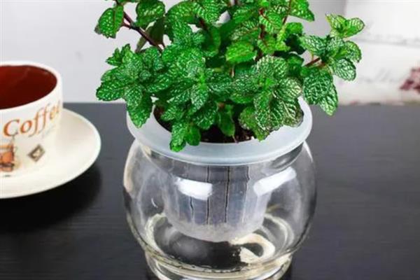 吸毒草能不能水培，水培属于常见的栽培方法