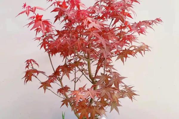 如何修剪红枫盆栽，上盆前剪除病老枝、交叉枝、重叠枝等不良枝条