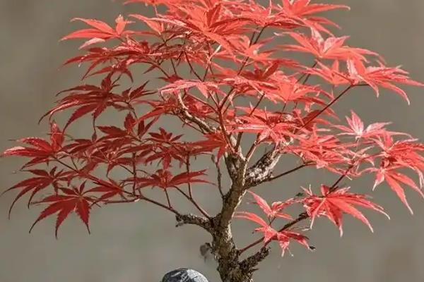 如何修剪红枫盆栽，上盆前剪除病老枝、交叉枝、重叠枝等不良枝条