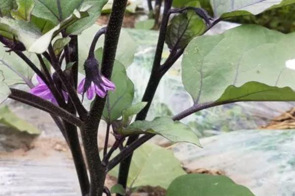 茄子怎样种植和管理，播种前需浸种催芽