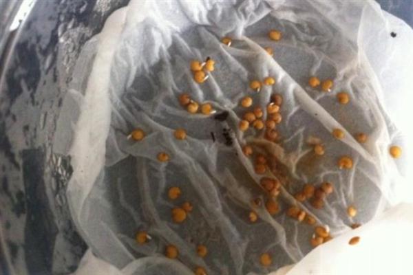 茄子怎样种植和管理，播种前需浸种催芽