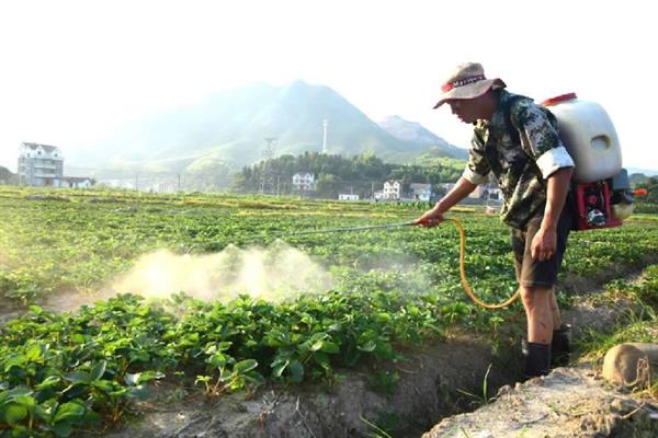 如何培育草莓种苗，畦面要保持疏松无草