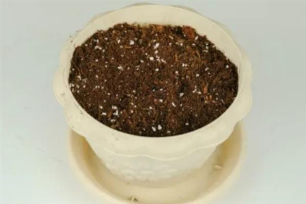 马蹄莲根茎腐烂如何处理，剪除烂根并消毒后再换土重栽