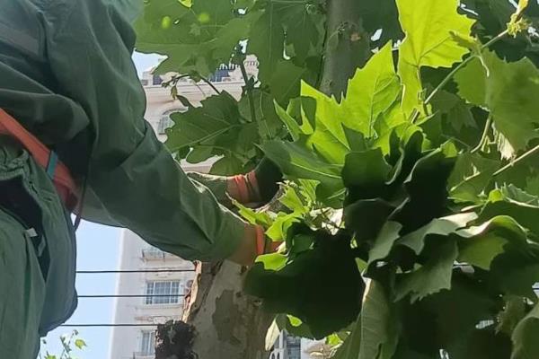 树木整形修剪的步骤，分为除蘖、疏枝、短截修剪等