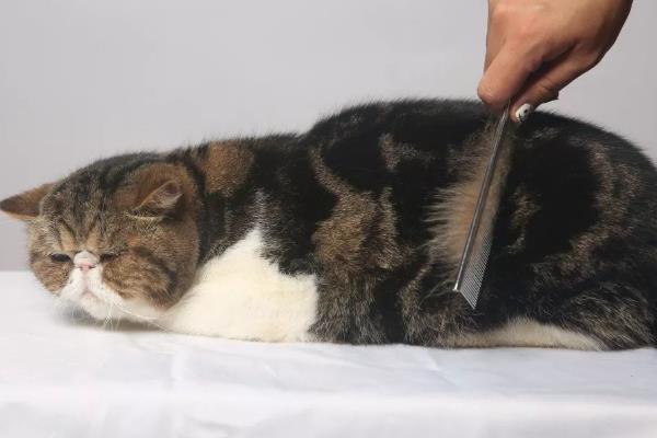 猫咪冬天掉毛厉害怎么办，可以多给猫咪梳理毛发