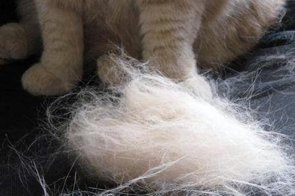 猫咪冬天掉毛厉害怎么办，可以多给猫咪梳理毛发