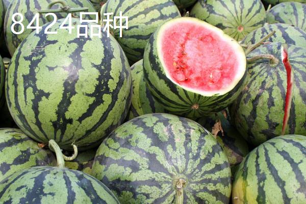 硒砂瓜不让种的原因，长时间种植会导致土壤沙漠化