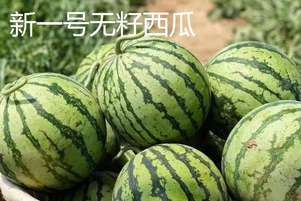 硒砂瓜不让种的原因，长时间种植会导致土壤沙漠化