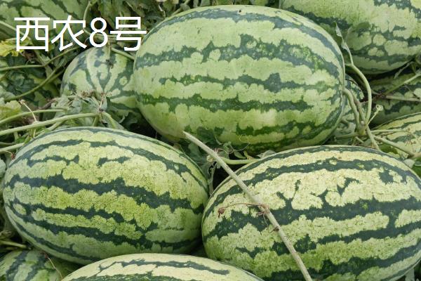 硒砂瓜不让种的原因，长时间种植会导致土壤沙漠化