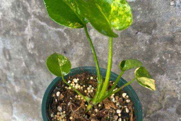 龟背竹怎么繁殖，主要有播种、扦插、分株这3种方式