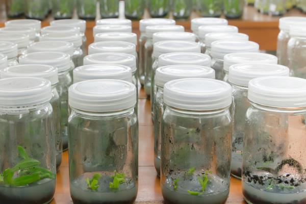 火鹤花如何繁殖，可采用组培法、分株法等