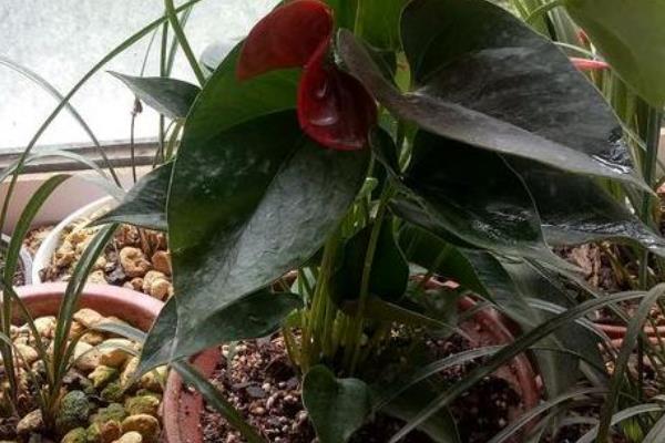 火鹤花如何繁殖，可采用组培法、分株法等