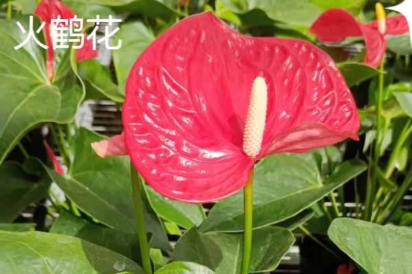 火鹤花如何繁殖，可采用组培法、分株法等