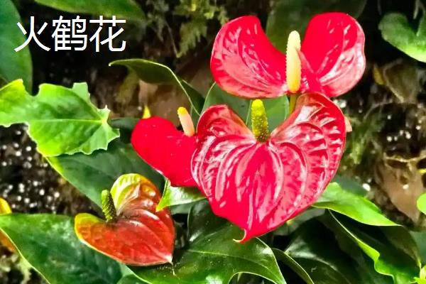 火鹤花如何繁殖，可采用组培法、分株法等