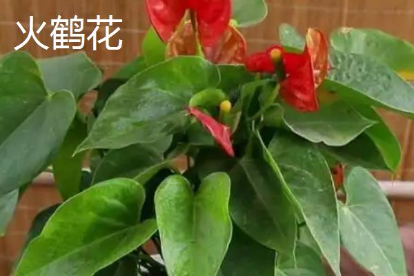 火鹤花如何繁殖，可采用组培法、分株法等