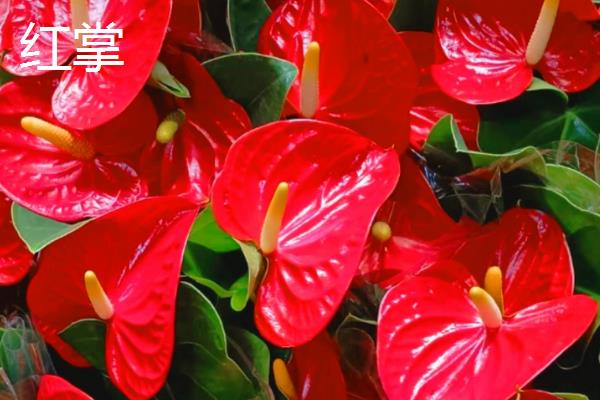 火鹤花如何繁殖，可采用组培法、分株法等