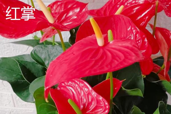 火鹤花如何繁殖，可采用组培法、分株法等