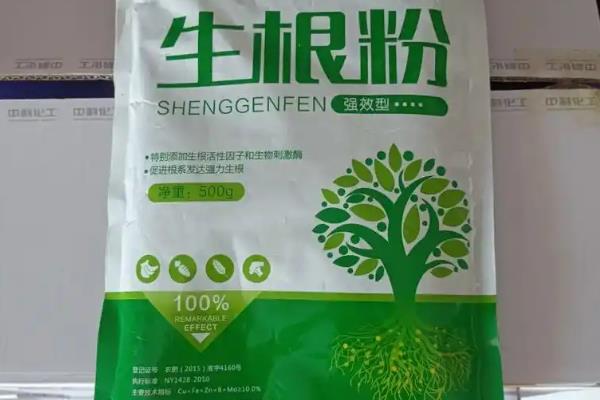 蝴蝶兰的叶子怎么扦插，对枝条消毒并涂抹生根粉后再插入土壤中