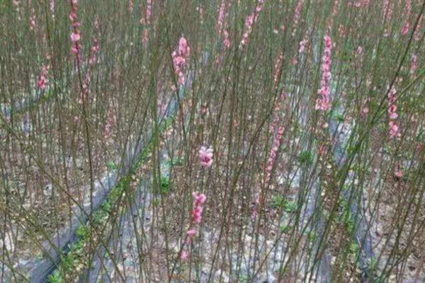 梅花怎么种植，将种苗埋入土中后要压实并浇水
