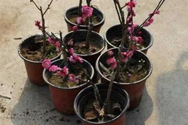 梅花怎么种植，将种苗埋入土中后要压实并浇水