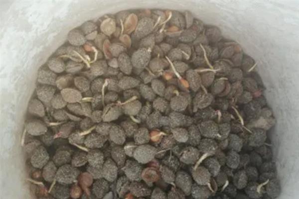 梅花怎么种植，将种苗埋入土中后要压实并浇水