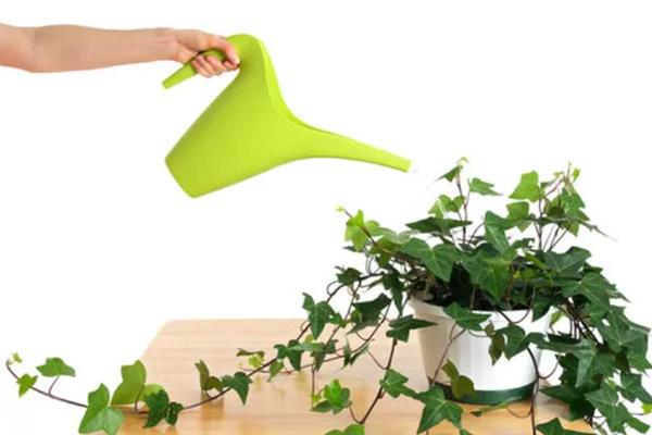 常春藤枯了要不要剪掉，需要进行修剪