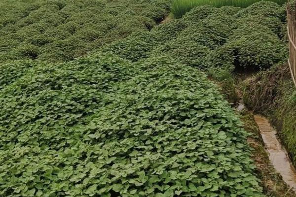 藿香的养殖方法，施肥后要立刻浇水