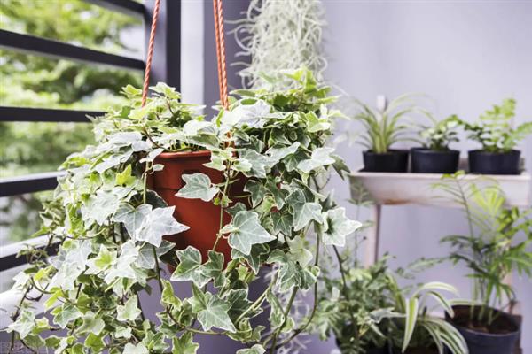 常春藤枯了要不要剪掉，需要进行修剪