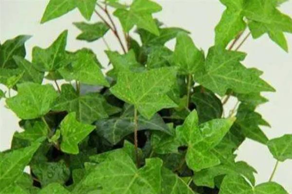 常春藤枯了要不要剪掉，需要进行修剪