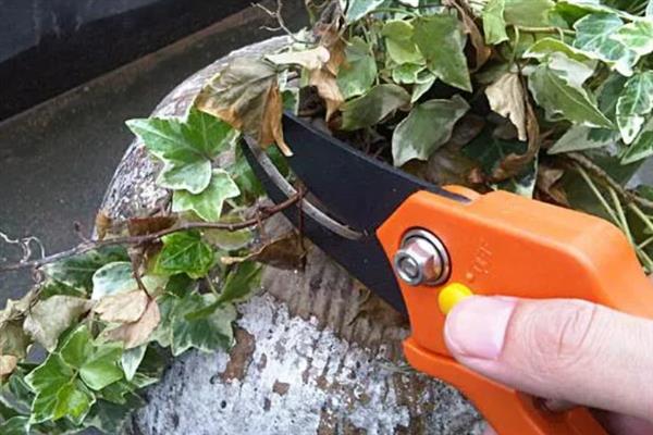 常春藤枯了要不要剪掉，需要进行修剪