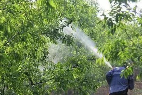 李子树什么时候打药合适，在4月份左右打药