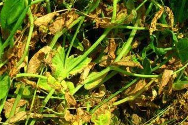 如何防治豌豆基腐病，在定植前要铲除扦插作物和杂草